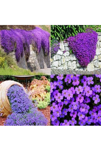 Обрієта гібридна Каскад Пурпл